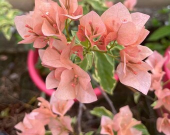 Emas Perak Bougainvillea - Planta bebé viva - Se cortará una hoja grande - Hermoso árbol de flores