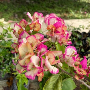 Citra Strip Bougainvillea - Live Baby Plant - Big Leaf Will Be Cut - Beautiful Flower Tree