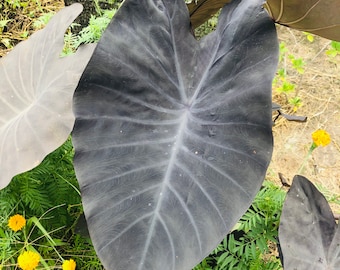Black Magic Colocasia - Live Baby Plant - Big Leaf Will Be Cut - Beautiful Flower Tree