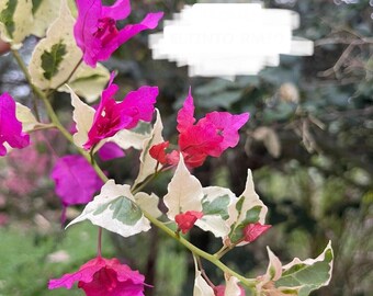 Eltinto Bougainvillea - Live Baby Plant - Big Leaf Will Be Cut - Beautiful Flower Tree