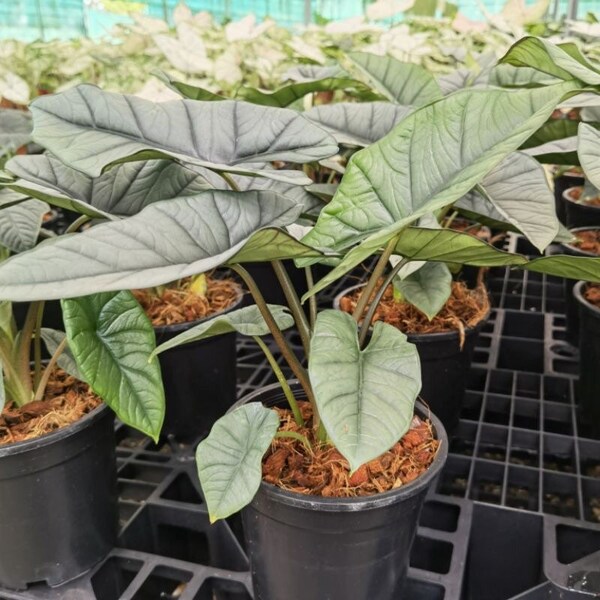 Platinum Alocasia - Live Baby Plant - Grande feuille sera coupée - Bel arbre à fleurs