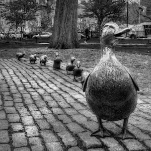 Make Way For Ducklings Art Sculpture  - Boston Public Garden - Boston Black and White Art in Print or Canvas - FREE SHIPPING