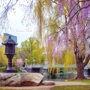 Spring Blooming in the Boston Public Garden Art Print, Boston Photography, Spring Wall Art,