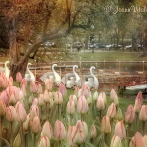 May include: A field of pink tulips in bloom with a pond in the background.  White swans are in a row on a wooden boat in the pond.  The image has a soft, vintage filter applied.