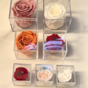May include: A selection of preserved roses presented in clear acrylic boxes. The roses are in shades of pink, white, orange, and red. Each rose is individually displayed, highlighting its delicate petals and vibrant colours. A unique floral gift idea.