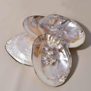 May include: Four iridescent oyster shells with a gold-coloured trim. The shells have a pearlescent sheen with hints of purple, white, and tan. Some shells contain small, round pearls. The shells are arranged in a fan-like pattern.