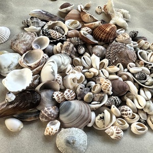 Natural Beachcombing Finds: Shells, Sea Glass, Hag Stones, Driftwood and more Ideal for Mosaics, Feng Shui, DIY Eco Crafts image 9
