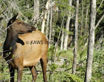 May include: A brown and tan elk stands in a forest with tall trees and green foliage. The elk is looking to the right of the image. The elk's head is turned to the side, and its ears are perked up. The elk's mane is dark brown, and its body is covered in short, brown fur. The elk's legs are long and slender, and its hooves are black. The elk is standing on a bed of green grass and leaves. The background of the image is a forest with tall trees and green foliage.