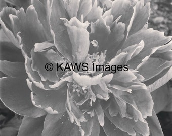 Black & White Macro Peony Photograph