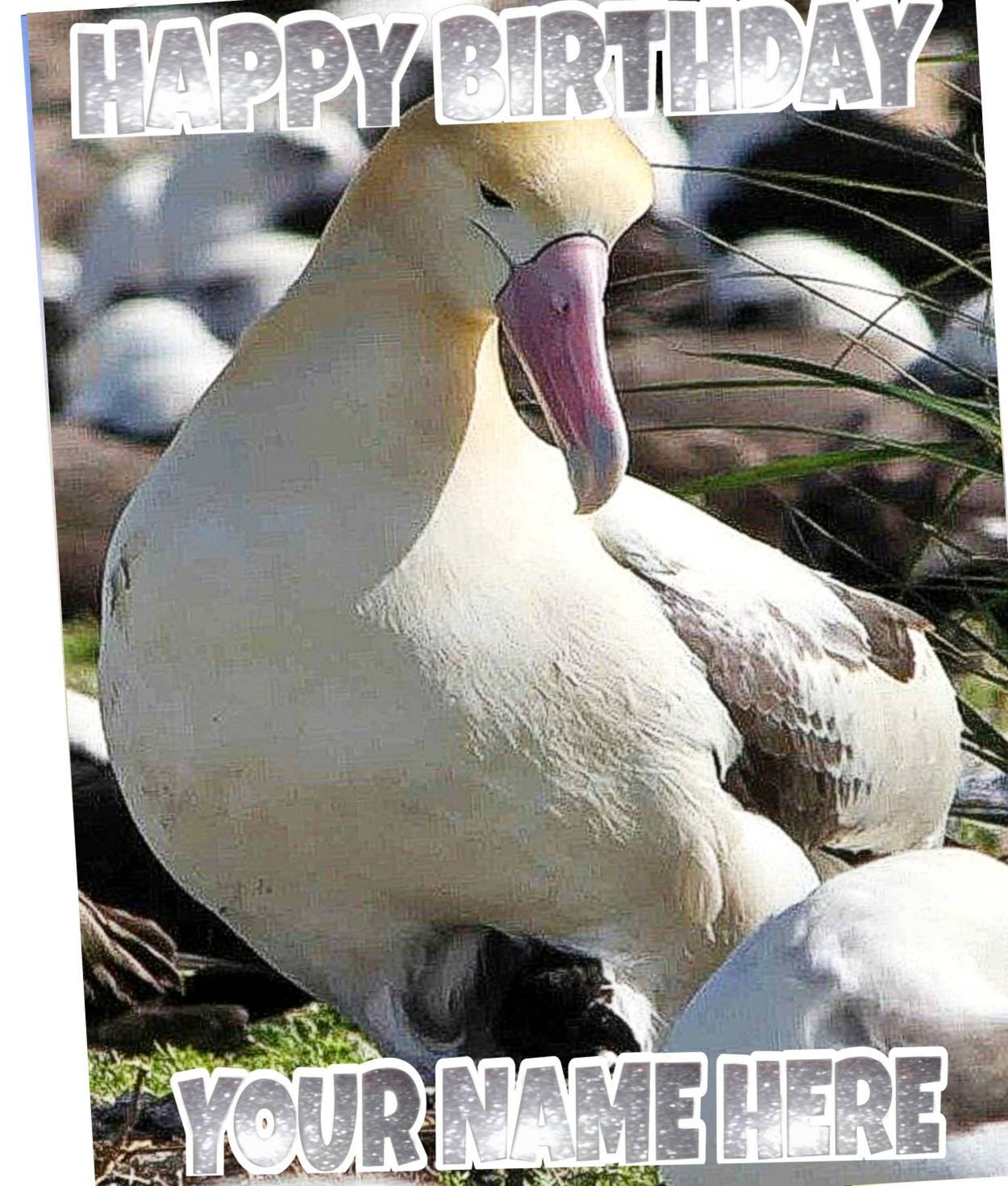 wandering albatross birthday card