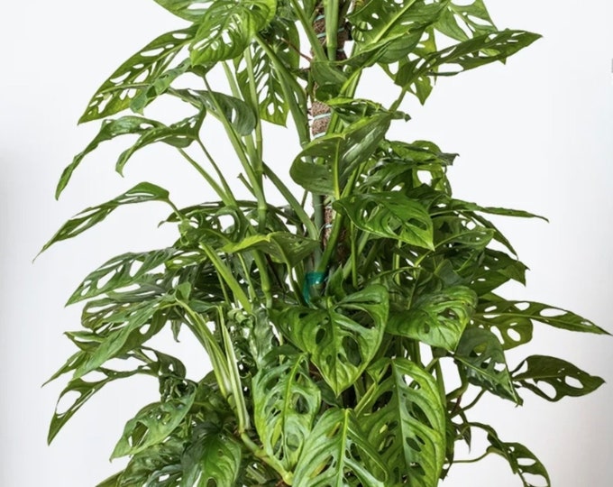 This item is unavailable Etsy