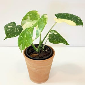 Half Moon Thai Constellation Monstera - Etsy
