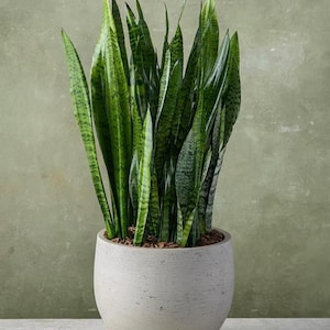 Dracaena Snake Plant, 4" Starter Pot, Sansevieria Trifasciata, Indoor Air Purifier