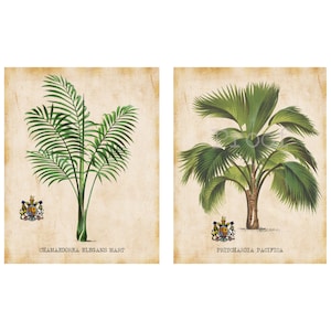 Antieke palmboom kunstafdrukken set voor jou om af te drukken 8 x 10 en 11 x 14 inch tropische palmen muur decor botanische print foto direct downloaden