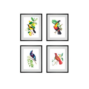 Bird Art Prints Antique Wall Decor 4 Colorful Bird Art Prints For Bedroom, Living Room Kitchen Pictures Vintage Scientific Illustration