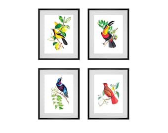 Bird Art Prints Antique Wall Decor 4 Colorful Bird Art Prints For Bedroom, Living Room Kitchen Pictures Vintage Scientific Illustration