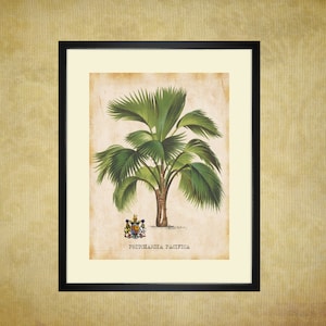 Impresión artística de palmeras para imprimir (20 x 25 cm y 28 x 35 cm). Decoración de pared con palmeras tropicales antiguas. Impresión botánica. Descarga instantánea.