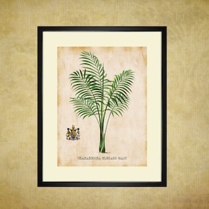 Antieke palmboom Art Print voor jou om af te drukken 8 x 10 & 11 x 14 inch tropische palmen muur decor botanische print foto direct downloaden