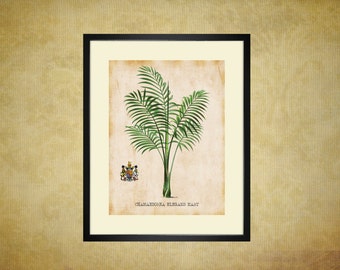 Antique Palm Tree Art Print For You To Print 8" x 10" & 11" x 14" Tropical Palms Wall Decor Botanical Print Picture Instant Download