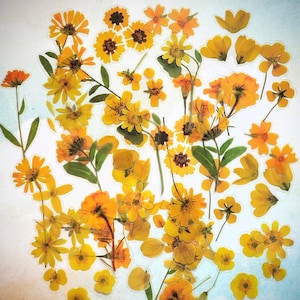 May include: A collection of yellow flower pressed botanicals. The flowers are arranged in a random pattern on a white background.