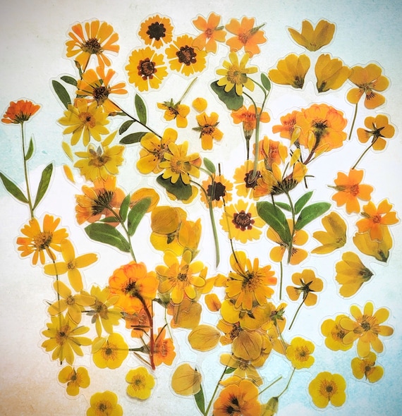 Clear Plastic Yellow Orange Flowers Sticker Set 40 pcs and 1 plastic Jar for Paper Crafts, Pressed Dried Look Yellow Shades Flower Stickers