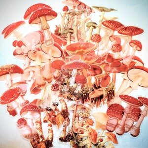 Large Mushroom Clear Plastic Stickers 40 pcs for Scrapbook and Paper Crafts, Variety Orange Red Shades Mushroom Sticker Set 2 1/2" to 3 1/2"