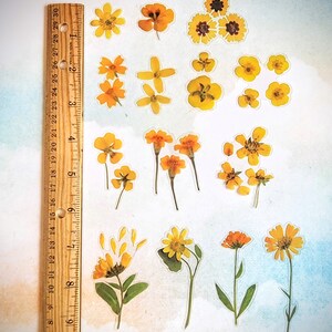 May include: Assortment of pressed yellow flowers, including daisies, sunflowers, and other wildflowers, arranged on a white background with a wooden ruler.