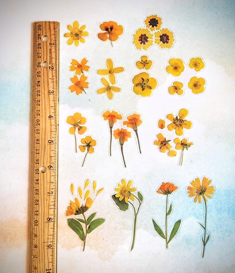 May include: Assortment of pressed yellow flowers, including daisies, sunflowers, and other wildflowers, arranged on a white background with a wooden ruler.