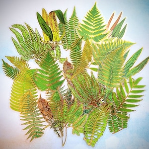 Clear Plastic Fern Stickers Set with Gold Accent for Collage Journals Scrapbook Cards, Variety Botanical PET Stickers 30 pieces