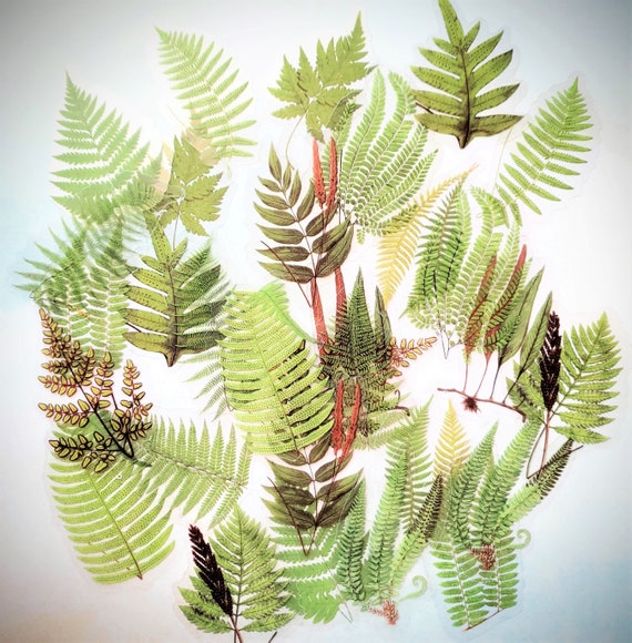 Transparent Fern Stickers Set for Planners Journals Scrapbook | Etsy