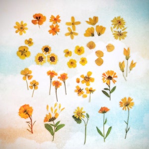 May include: A collection of pressed yellow flowers, including daisies, sunflowers, and other wildflowers, arranged on a white background.