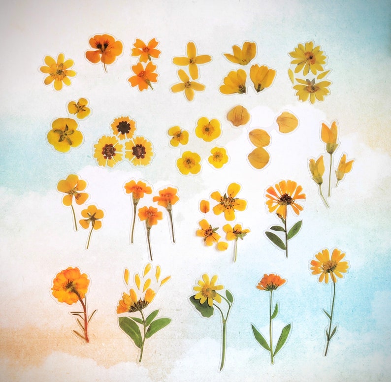May include: A collection of pressed yellow flowers, including daisies, sunflowers, and other wildflowers, arranged on a white background.
