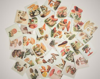 Mushroom Vintage Style Sticker Set for Collage Planner Journal Scrapbook, 50 Piece Pad of Mushroom Images, Mushroom Stickers
