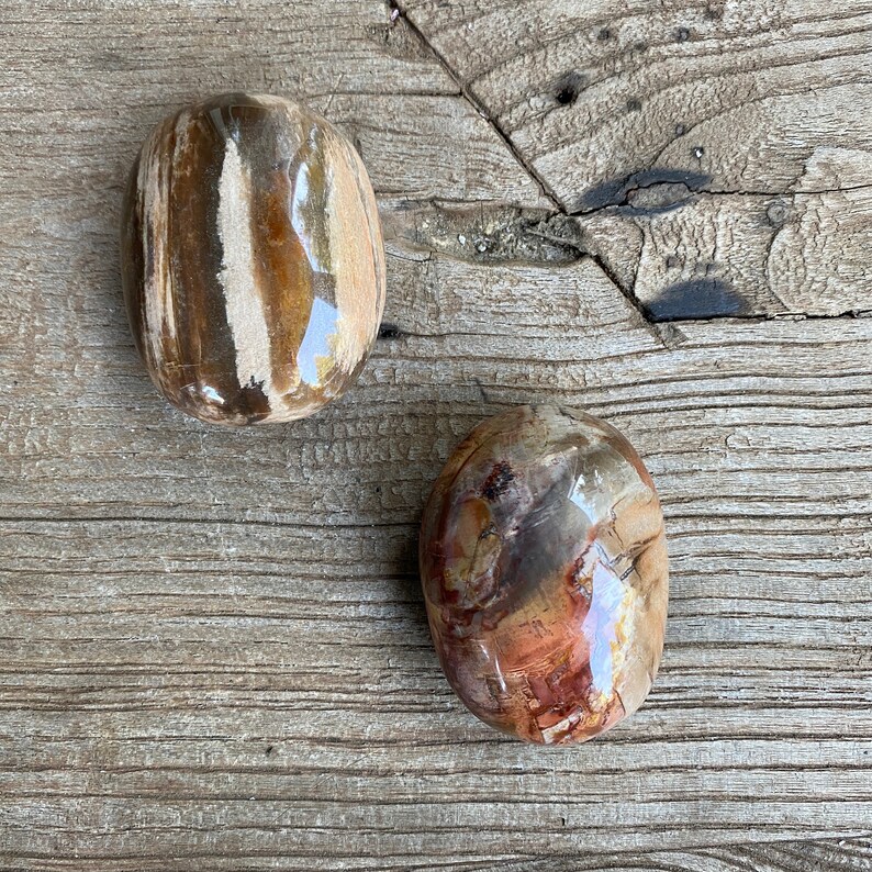 Petrified Wood Palm Stones WS7685A and WS7685B Etsy