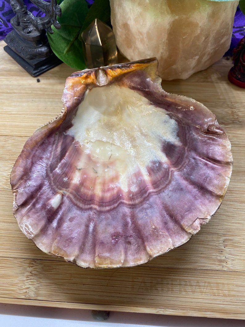 Lions Paw Shell Smudge Pot Bowl Seashell | Etsy