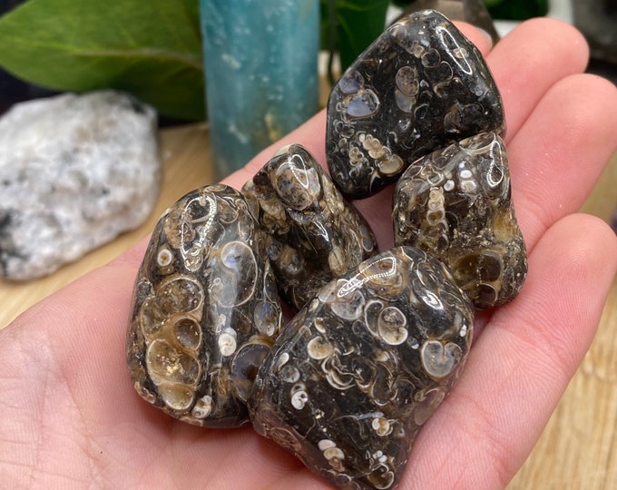 Tumbled Turitella Agate Stone with Gift Bag and Note