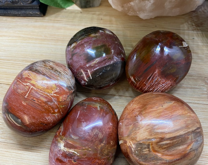 Petrified Wood Palm Stone polished