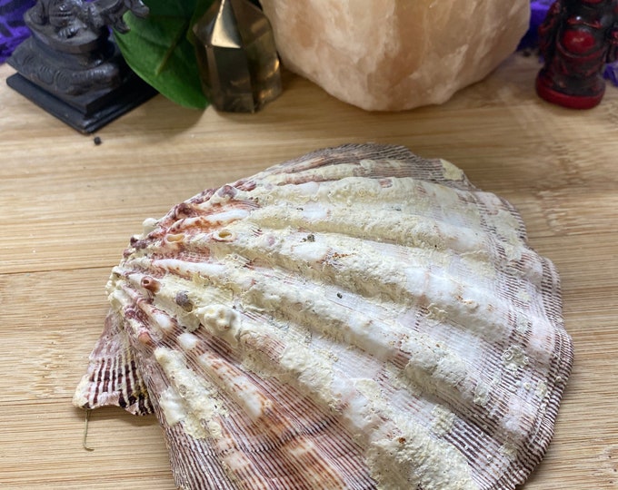 Lions Paw shell smudge pot bowl seashell