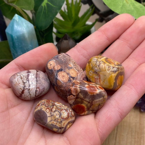 Tumbled Birds Eye Rhyolite from Mexico Stones Set with Gift Bag and Note