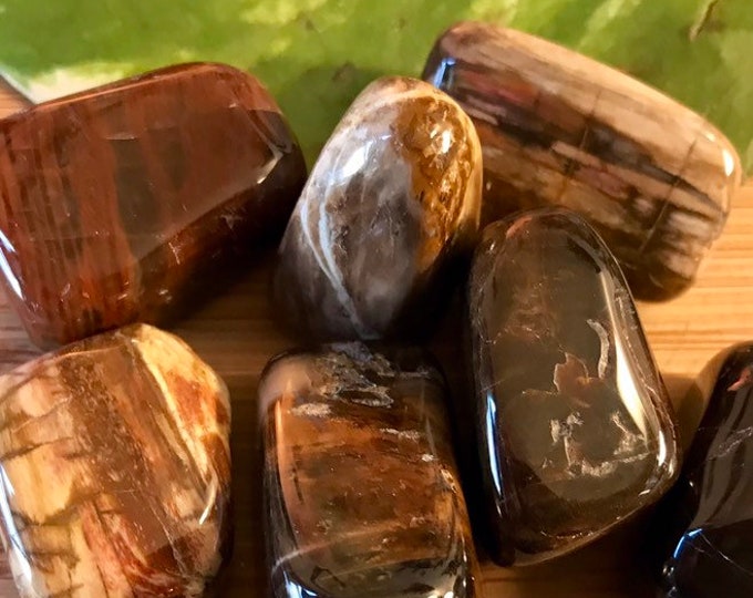 Tumbled Petrified Wood  Stones Set with Gift Bag and Note