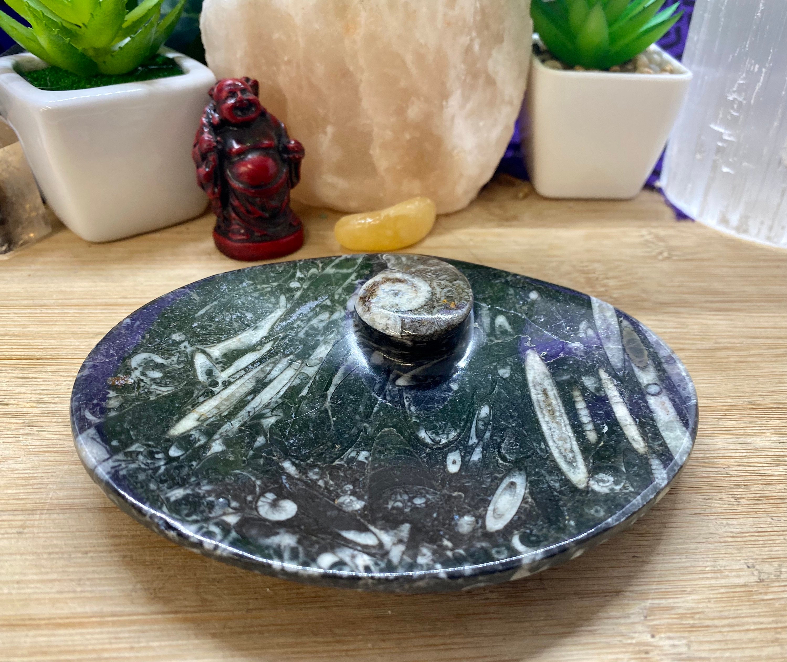 fossil bowl dig site