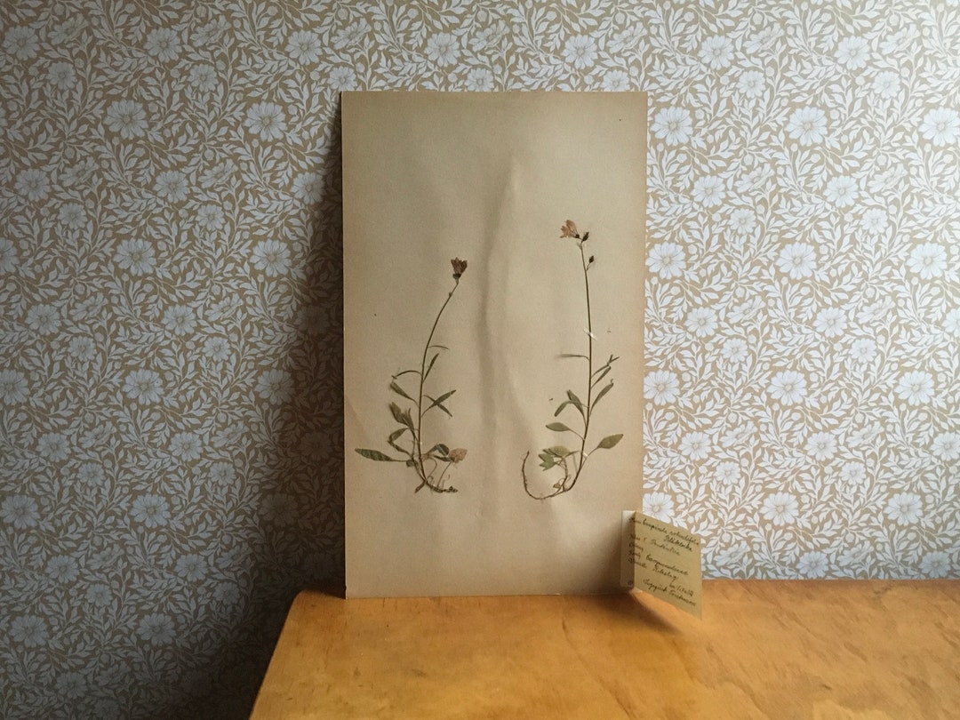Bluebell / Antique 1930s Swedish Herbarium Page / Pressed Etsy