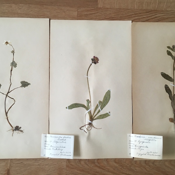 Set of 3 Antique 1930s Swedish herbarium pages / Pressed flowers