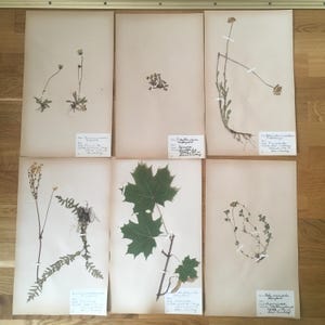 Set of 6 Swedish herbarium pages / Botanical specimen / Antique pressed flowers