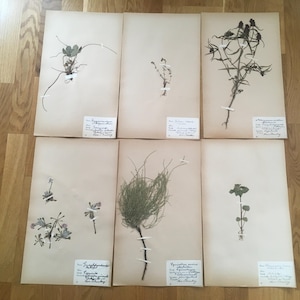 Set of 6 Swedish herbarium pages / Botanical specimen / Antique pressed flowers