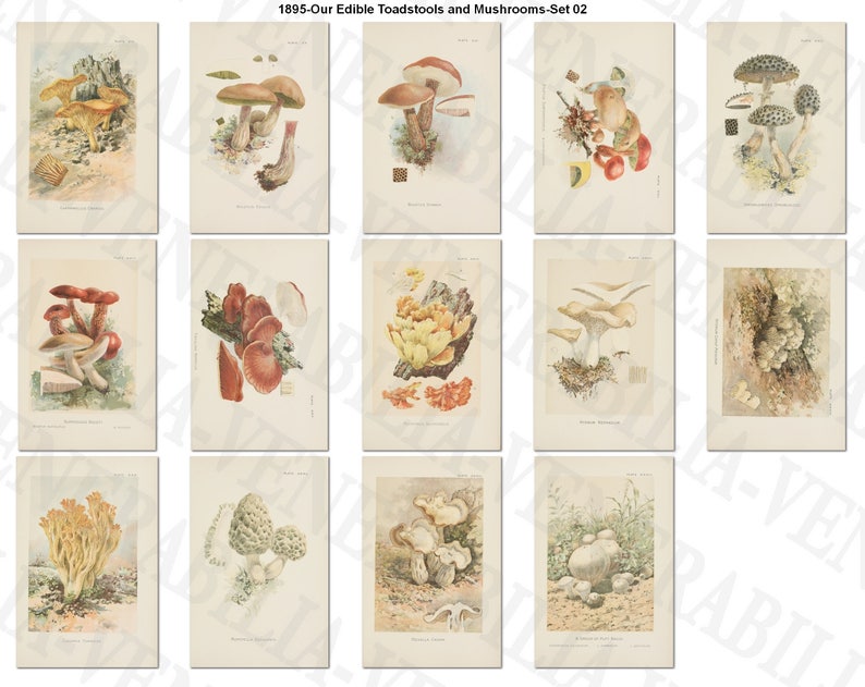 1895 Collection of 14 Vintage Illustrations of Edible - Etsy