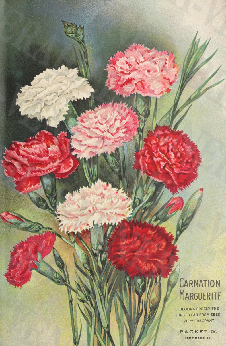 18751930 Collection of 18 Vintage Flower Illustrations Etsy