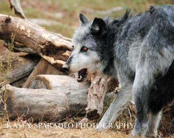 Growling Wolf