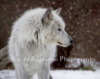 Snowy Wolf