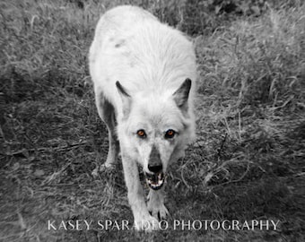 Wolf Photo